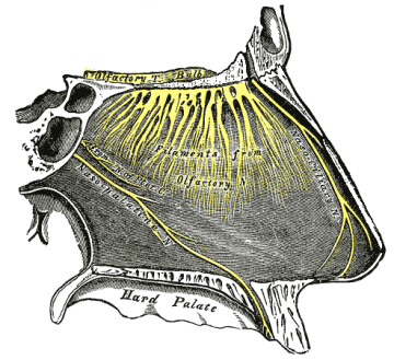 Olfaktorisches System